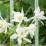 Aquilegia 'White Star'