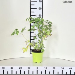 Aquilegia 'White Star'