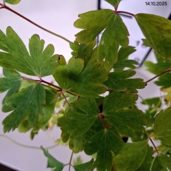 Aquilegia 'White Star'