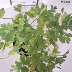 Aquilegia 'White Star'