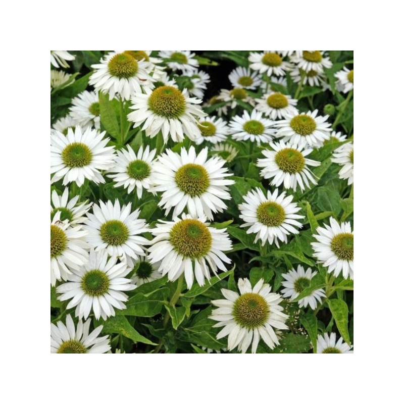 Echinacea purpurea 'Alba'