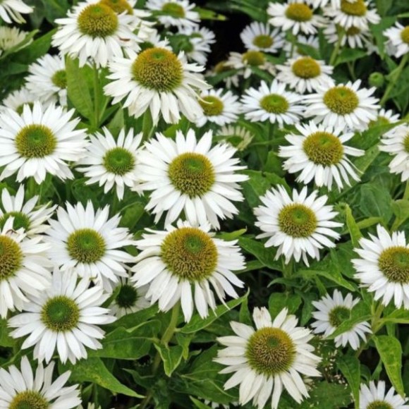 Echinacea purpurea 'Alba'