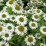 Echinacea purpurea 'Alba'