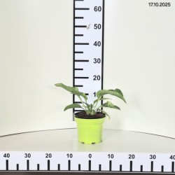 Echinacea purpurea 'Alba'