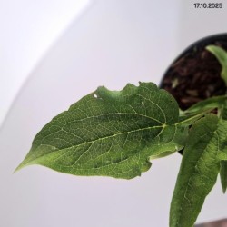 Echinacea purpurea 'Alba'