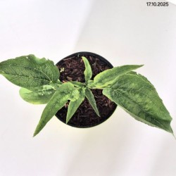 Echinacea purpurea 'Alba'