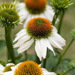 Echinacea purpurea 'Alba'