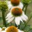 Echinacea purpurea 'Alba'