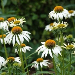 Echinacea purpurea 'Alba'