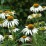 Echinacea purpurea 'Alba'