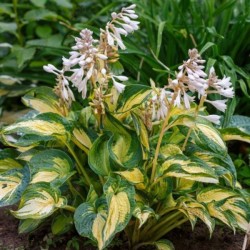 Hosta 'Great Expectations'