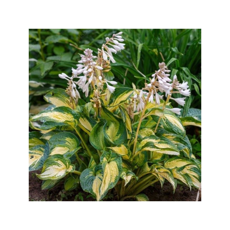Hosta 'Great Expectations'