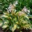 Hosta 'Great Expectations'