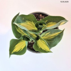 Hosta 'Great Expectations'