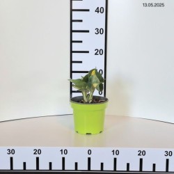 Hosta 'Great Expectations'