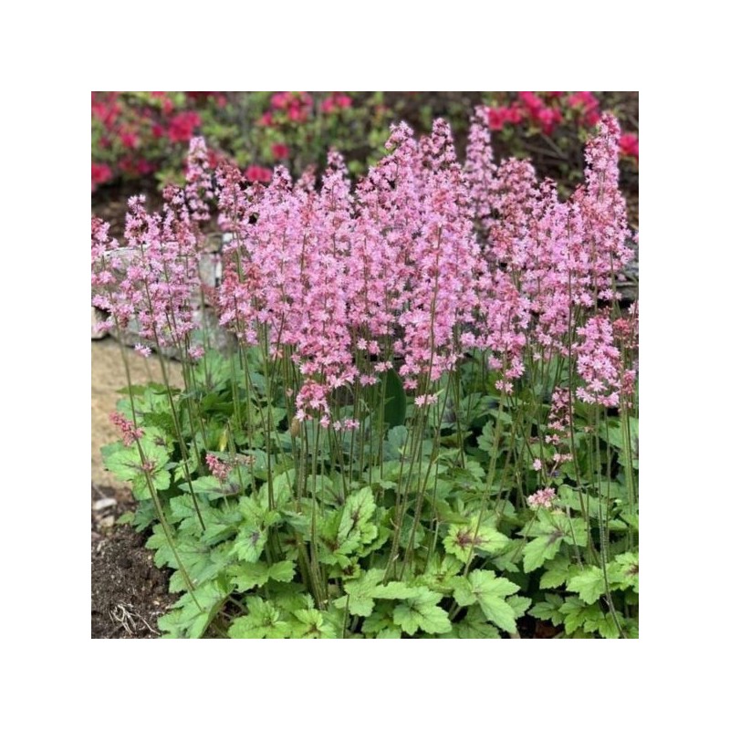 ×Heucherella PINK REVOLUTION 'Heupire030'