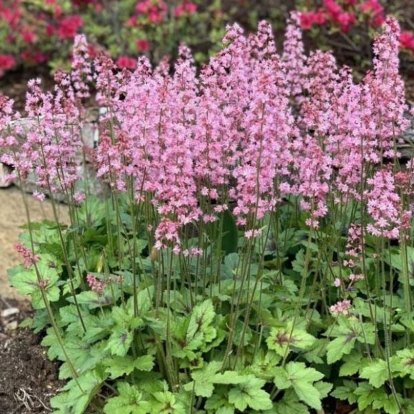 ×Heucherella PINK REVOLUTION 'Heupire030'