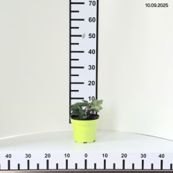 ×Heucherella PINK REVOLUTION 'Heupire030'