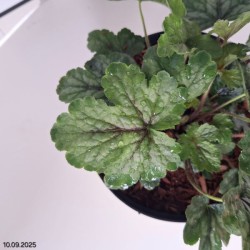 ×Heucherella PINK REVOLUTION 'Heupire030'
