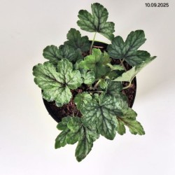 ×Heucherella PINK REVOLUTION 'Heupire030'