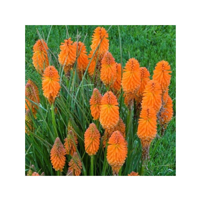Kniphofia 'Mango Popsicle' PBR