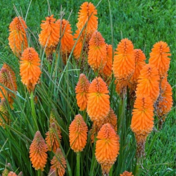 Kniphofia 'Mango Popsicle' PBR
