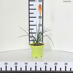 Kniphofia 'Mango Popsicle' PBR
