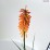 Kniphofia 'Mango Popsicle' PBR