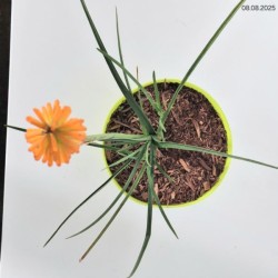 Kniphofia 'Mango Popsicle' PBR