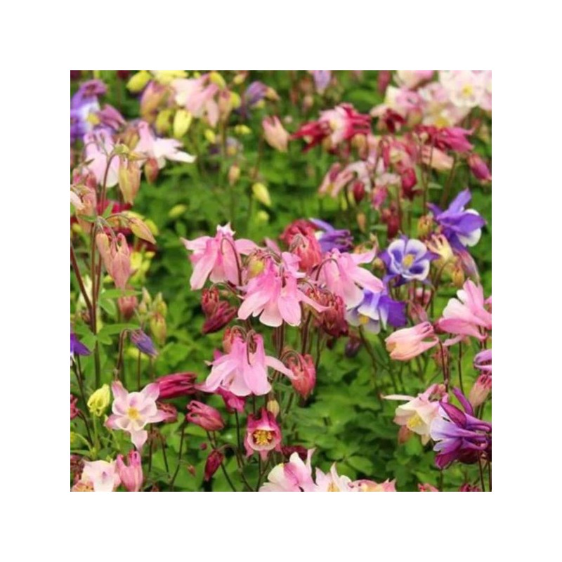 Aquilegia 'Biedermeier'