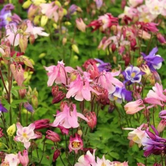 Aquilegia 'Biedermeier'