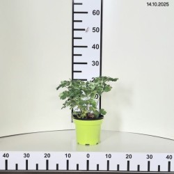 Aquilegia 'Biedermeier'