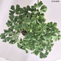 Aquilegia 'Biedermeier'