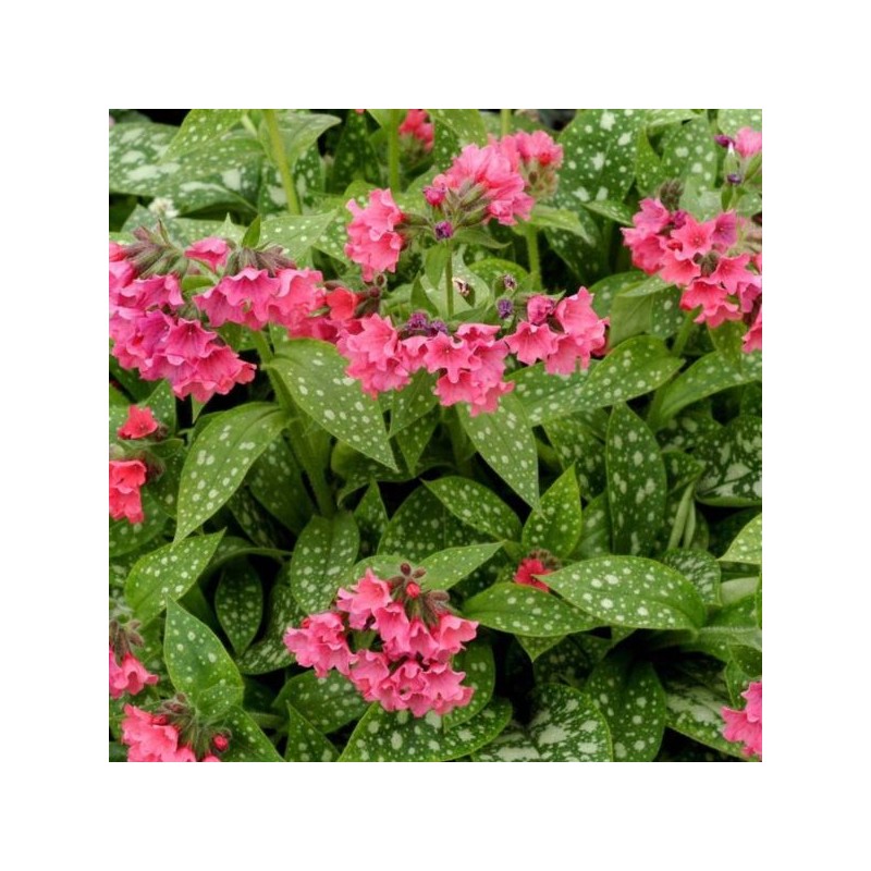 Pulmonaria 'Shrimps on the Barbie'