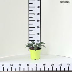 Pulmonaria 'Shrimps on the Barbie'