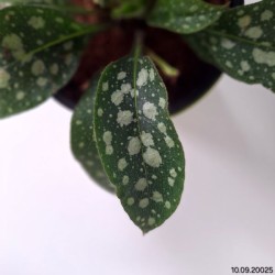 Pulmonaria 'Shrimps on the Barbie'