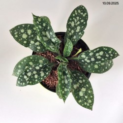 Pulmonaria 'Shrimps on the Barbie'