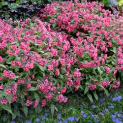 Pulmonaria 'Shrimps on the Barbie'