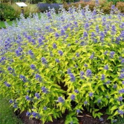 Caryopteris ×cland. HINT OF...