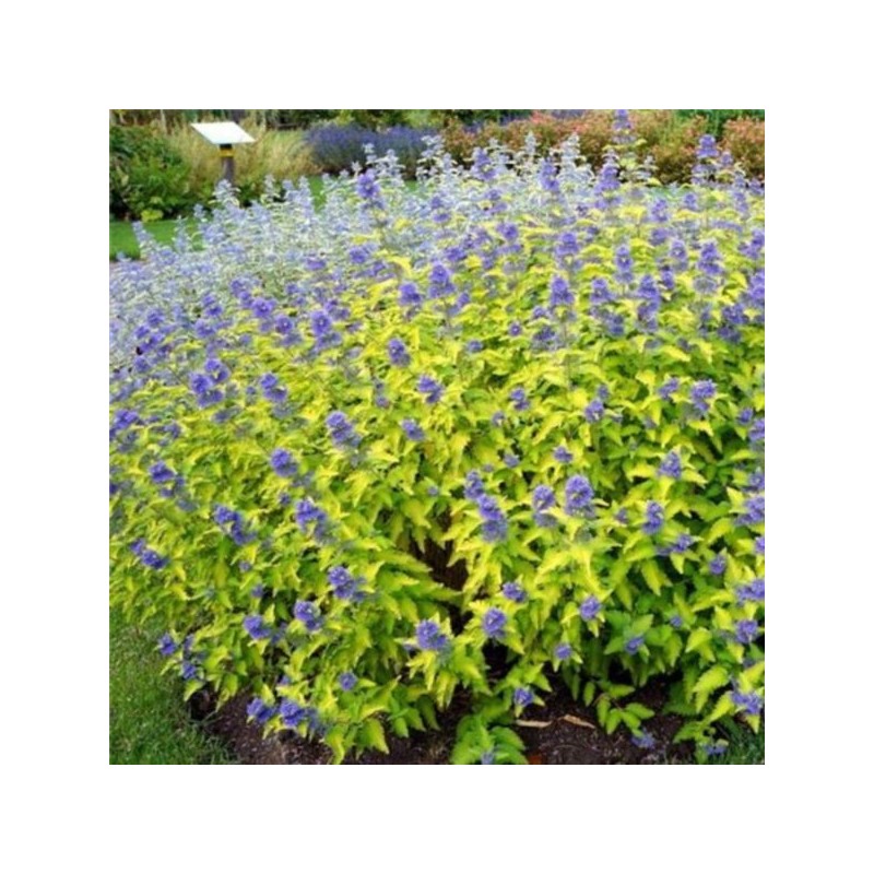 Caryopteris ×cland. HINT OF GOLD 'Lisaura' PBR