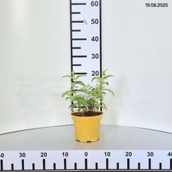 Caryopteris ×cland. HINT OF GOLD 'Lisaura' PBR