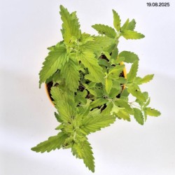 Caryopteris ×cland. HINT OF GOLD 'Lisaura' PBR