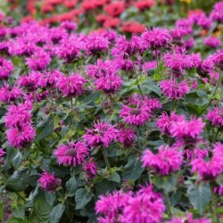 Monarda BEE-YOU BEE-PURE...