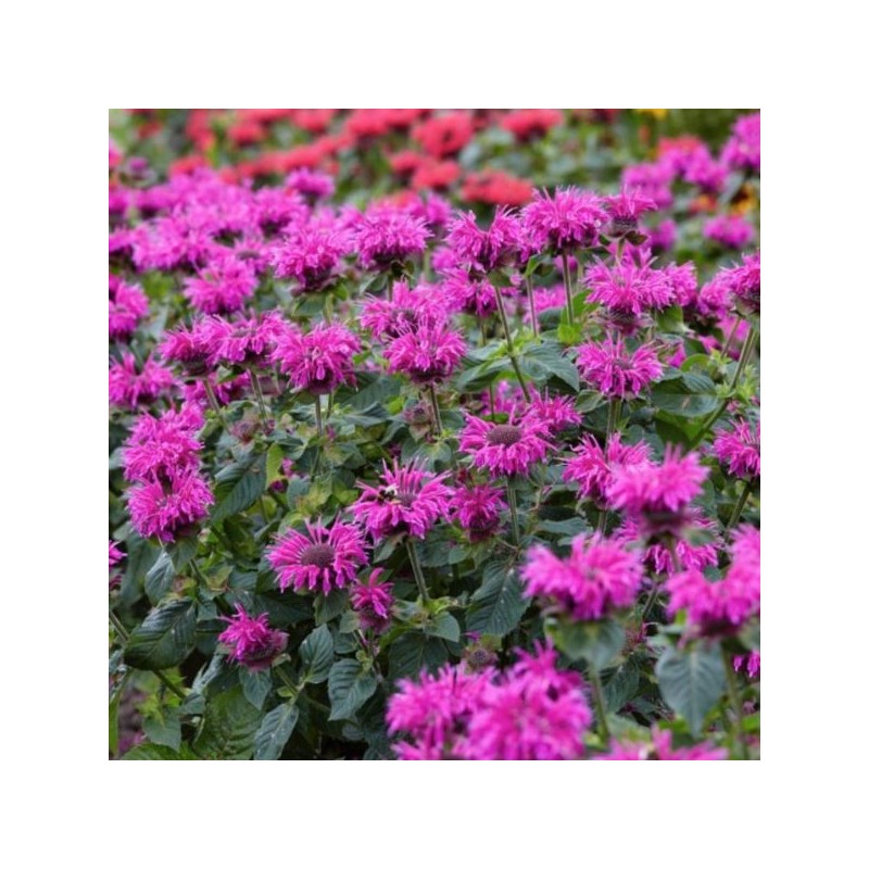 Monarda BEE-YOU BEE-PURE 'Monard0039' PBR