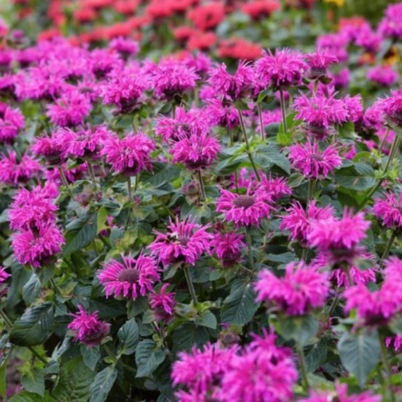 Monarda BEE-YOU BEE-PURE 'Monard0039' PBR