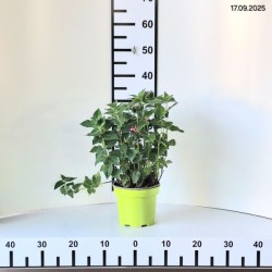 Monarda BEE-YOU BEE-PURE 'Monard0039' PBR