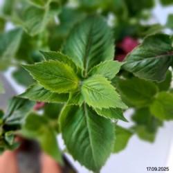 Monarda BEE-YOU BEE-PURE 'Monard0039' PBR