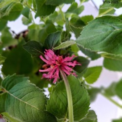 Monarda BEE-YOU BEE-PURE 'Monard0039' PBR