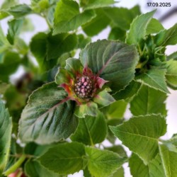 Monarda BEE-YOU BEE-PURE 'Monard0039' PBR