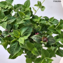 Monarda BEE-YOU BEE-PURE 'Monard0039' PBR